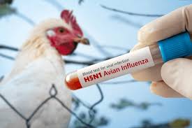 महाराष्ट्र के चंद्रपुर में बर्ड फ्लू H5N1 की हुई पुष्टि
