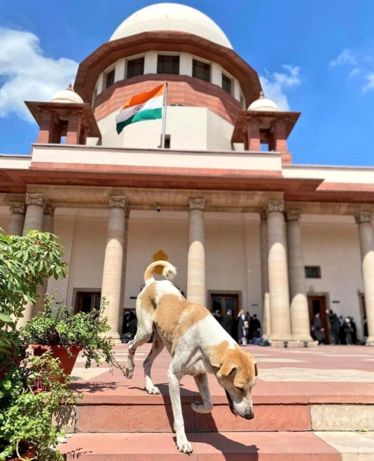 सुप्रीम कोर्ट का बड़ा फैसला: नसबंदी और टीकाकरण के बाद ही छोड़े जाएंगे आवारा कुत्ते, सभी राज्यों को नोटिस
